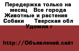 Передержка только на месяц - Все города Животные и растения » Собаки   . Тверская обл.,Удомля г.